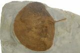 Paleocene Fossil Leaf (Zizyphoides) - Montana #377941-1